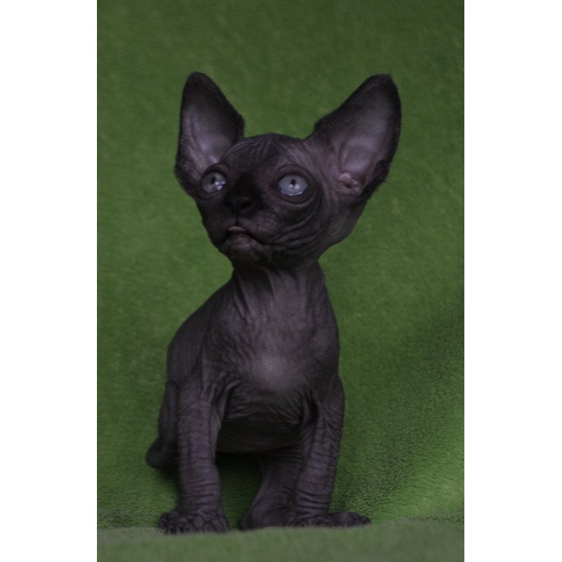Sphynx EZ Mefisto