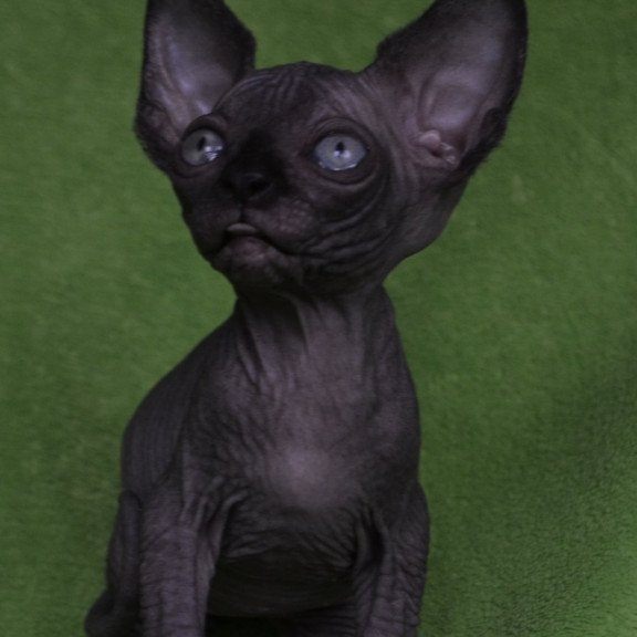 Sphynx EZ Mefisto