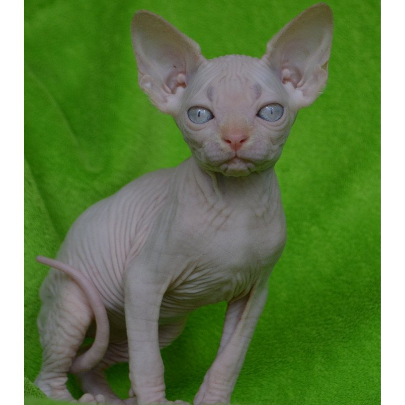 Sphynx EZ Malibu