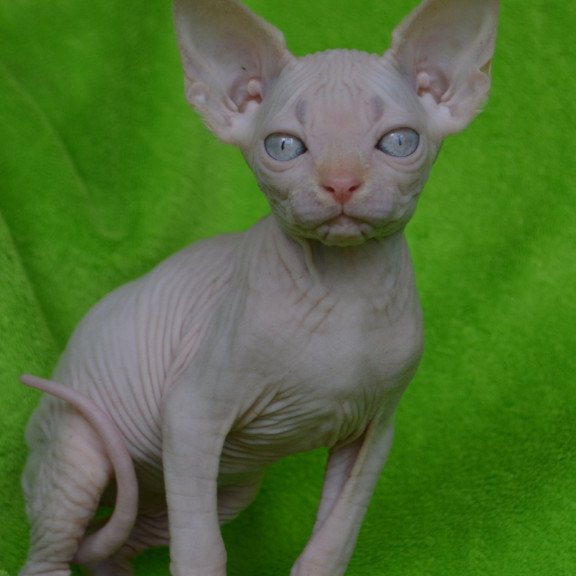 Sphynx EZ Malibu