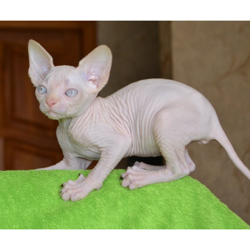 Sphynx EZ Malibu