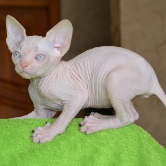 Sphynx EZ Malibu