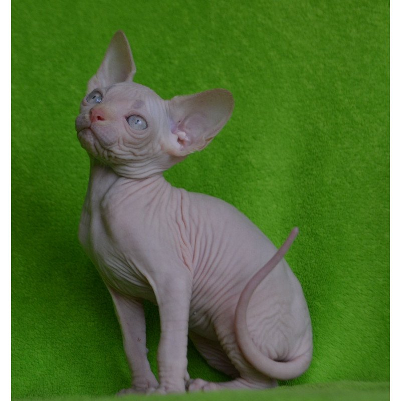 Sphynx EZ Malibu