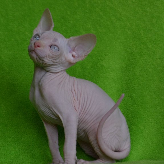Sphynx EZ Malibu