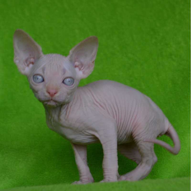 Sphynx EZ Malibu