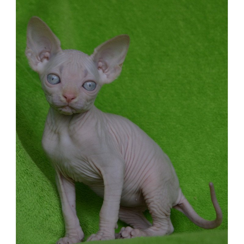 Sphynx EZ Malibu