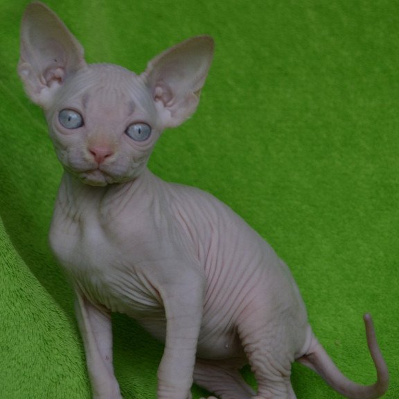 Sphynx EZ Malibu