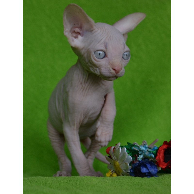 Sphynx EZ Malibu