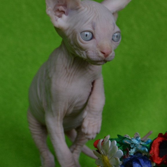 Sphynx EZ Malibu