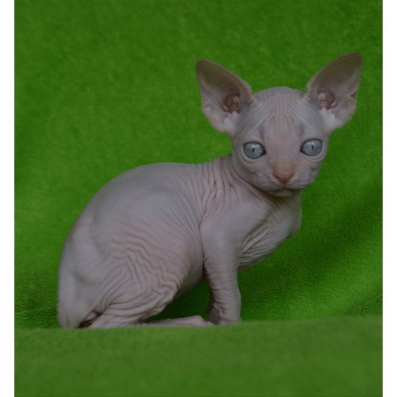 Sphynx EZ Malibu