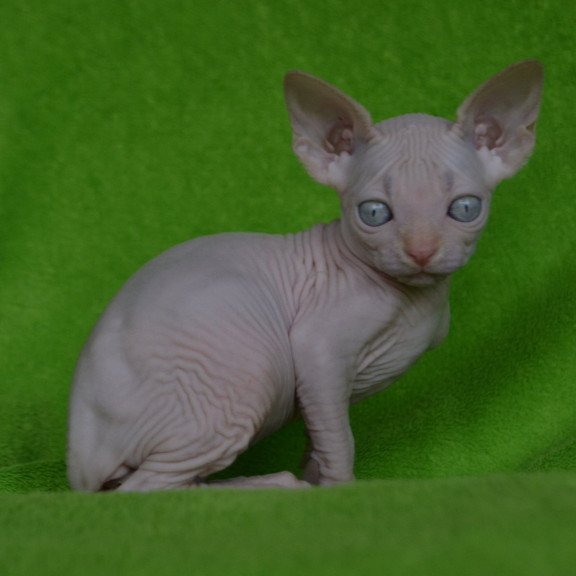 Sphynx EZ Malibu