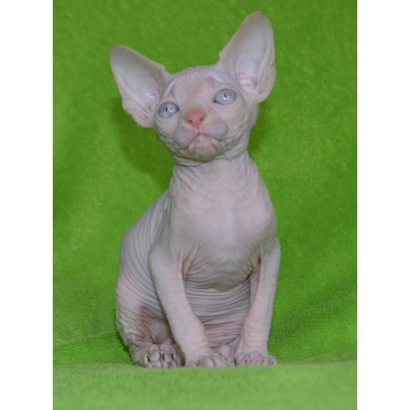 Sphynx EZ Malibu