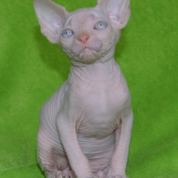 Sphynx EZ Malibu