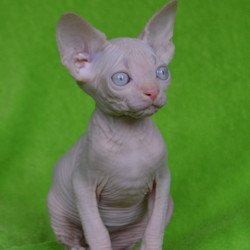 Sphynx EZ Malibu