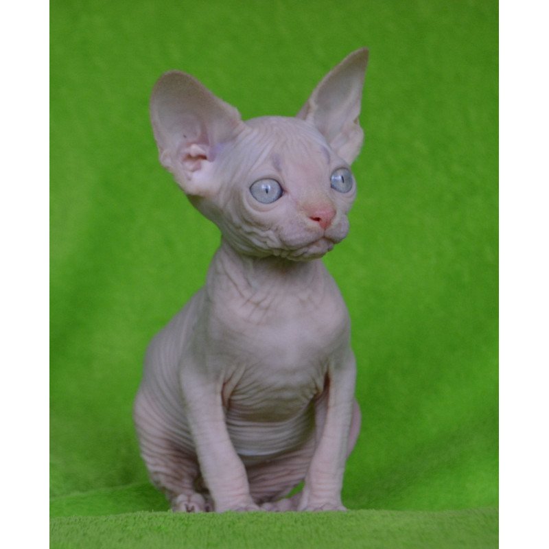 Sphynx EZ Malibu