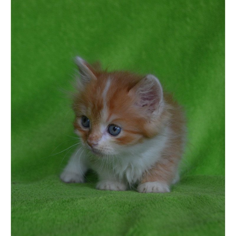 Munchkin EZ Narciss