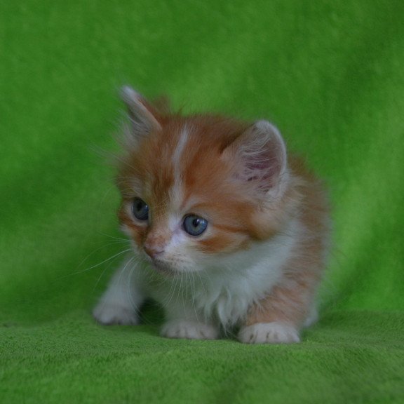 Munchkin EZ Narciss