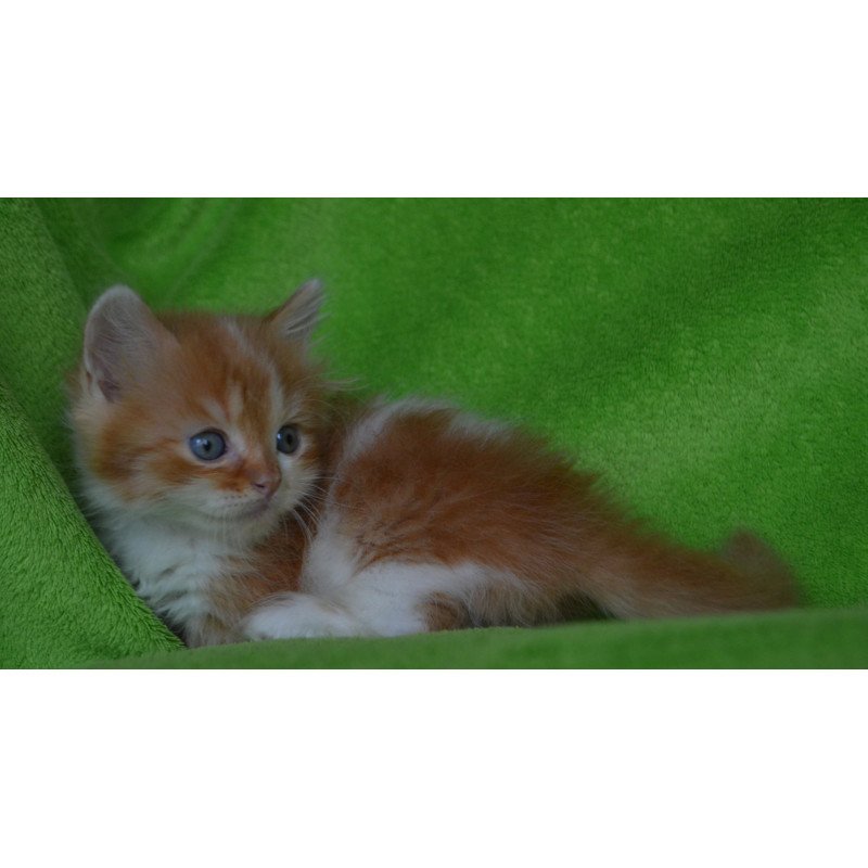 Munchkin EZ Narciss