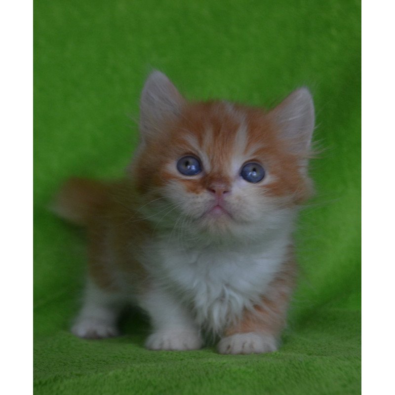 Munchkin EZ Narciss