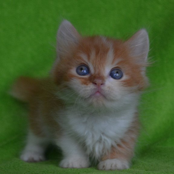 Munchkin EZ Narciss