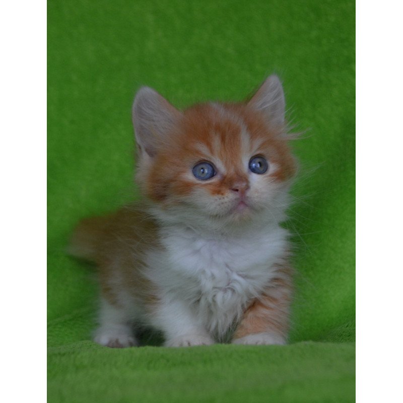 Munchkin EZ Narciss