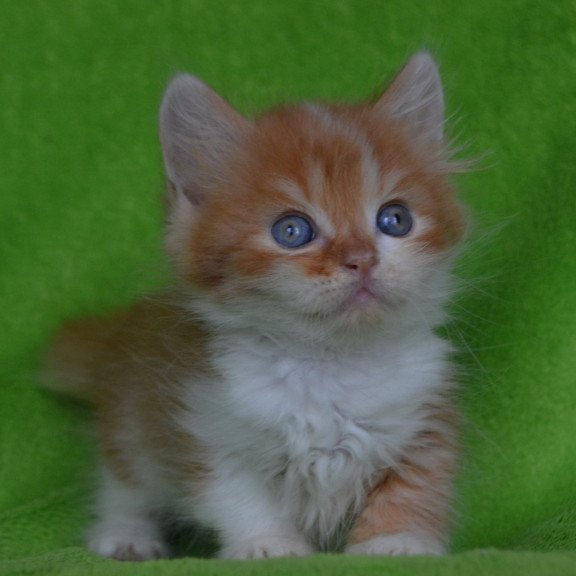 Munchkin EZ Narciss