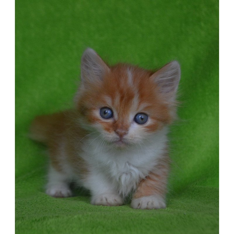 Munchkin EZ Narciss