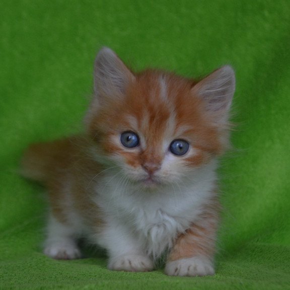 Munchkin EZ Narciss