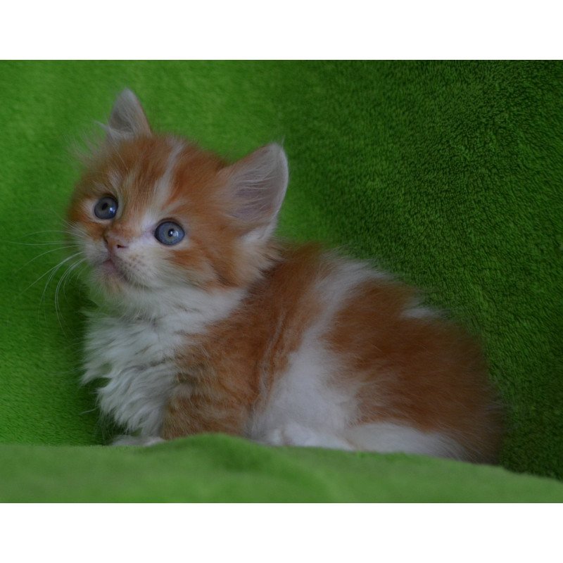 Munchkin EZ Narciss