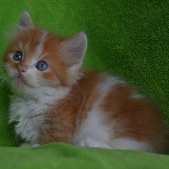 Munchkin EZ Narciss