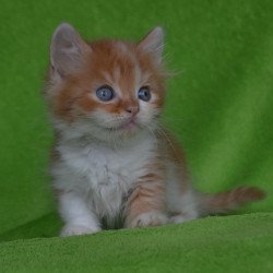 Munchkin EZ Narciss