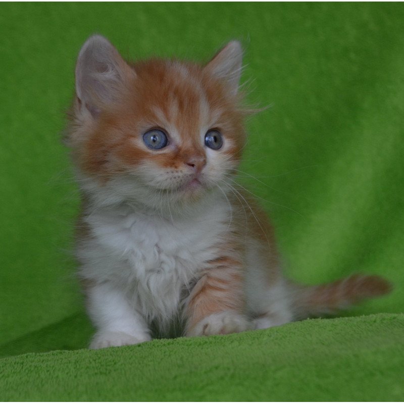 Munchkin EZ Narciss
