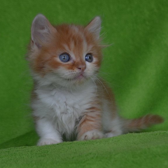 Munchkin EZ Narciss