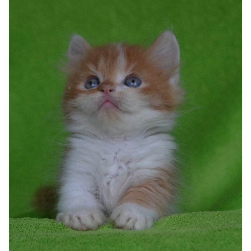 Munchkin EZ Narciss