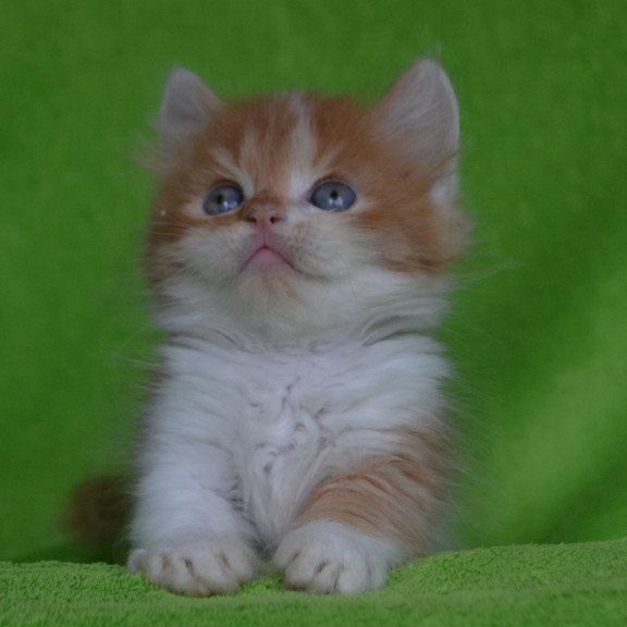 Munchkin EZ Narciss