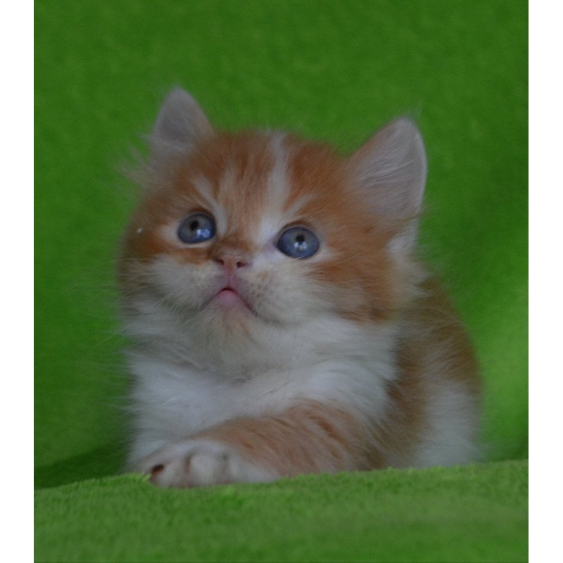 Munchkin EZ Narciss