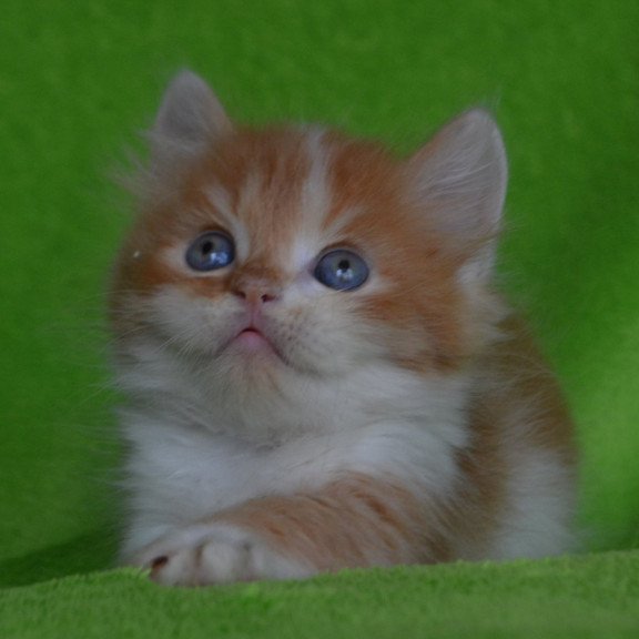 Munchkin EZ Narciss
