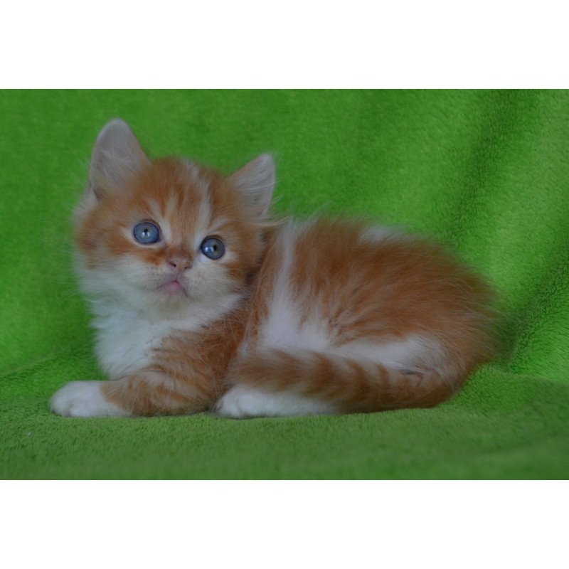 Munchkin EZ Narciss