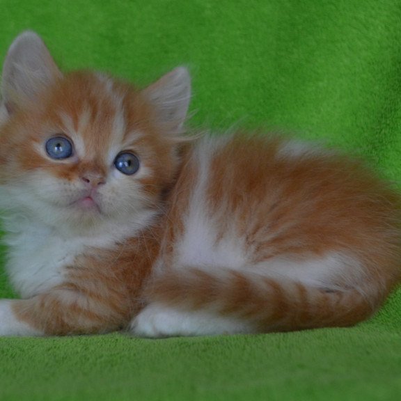 Munchkin EZ Narciss