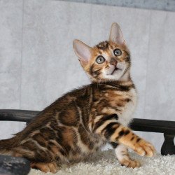Bengal EZ Dobby