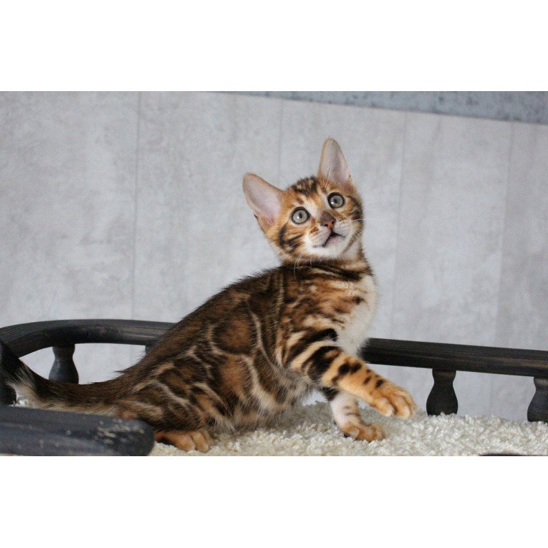 Bengal EZ Dobby