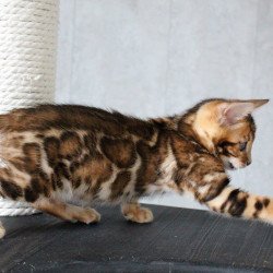 Bengal EZ Dobby