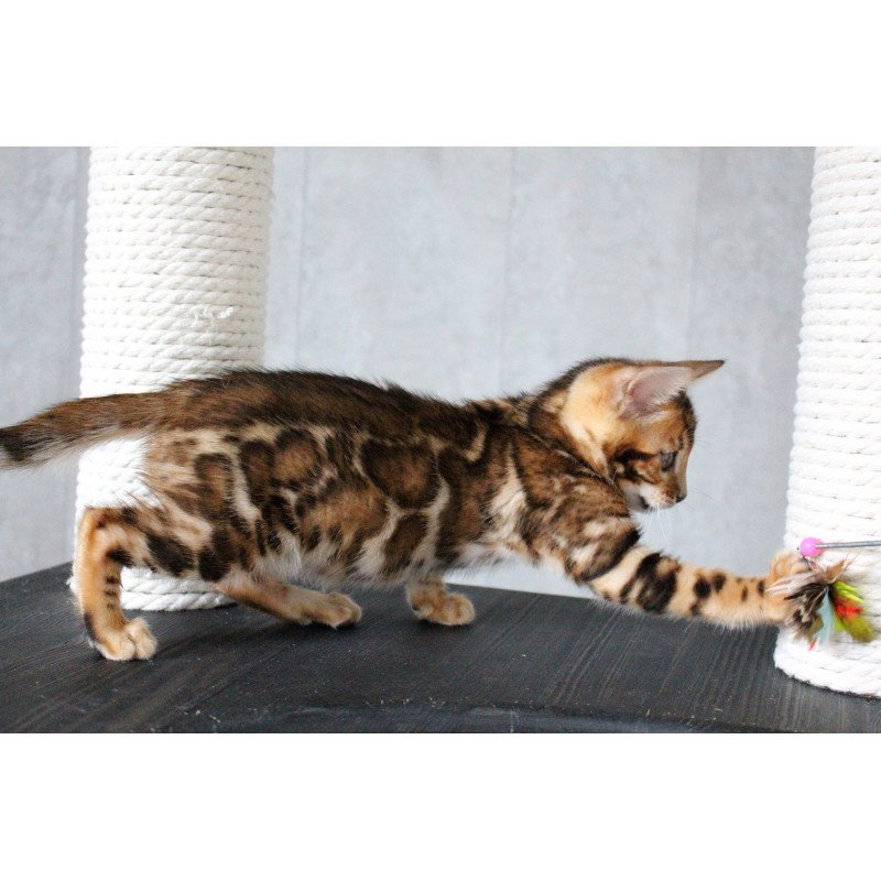 Bengal EZ Dobby
