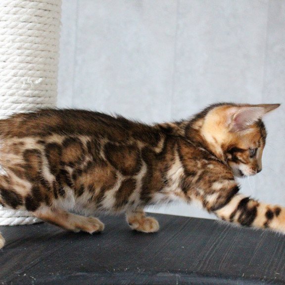 Bengal EZ Dobby