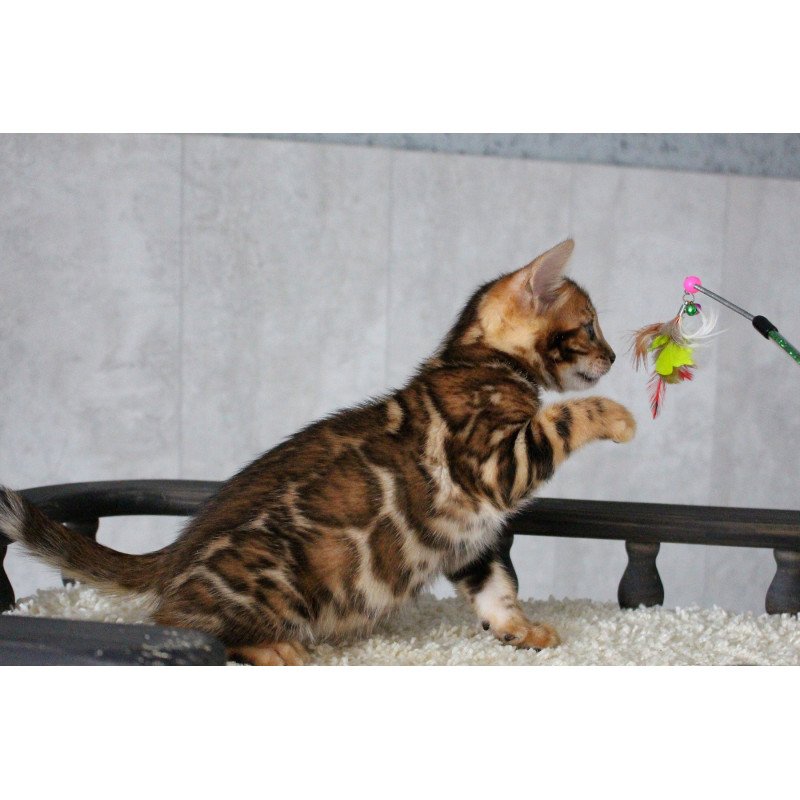 Bengal EZ Dobby