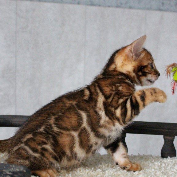 Bengal EZ Dobby