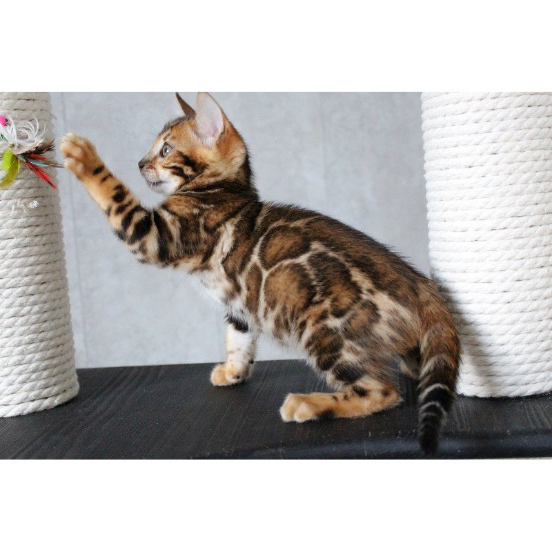 Bengal EZ Dobby