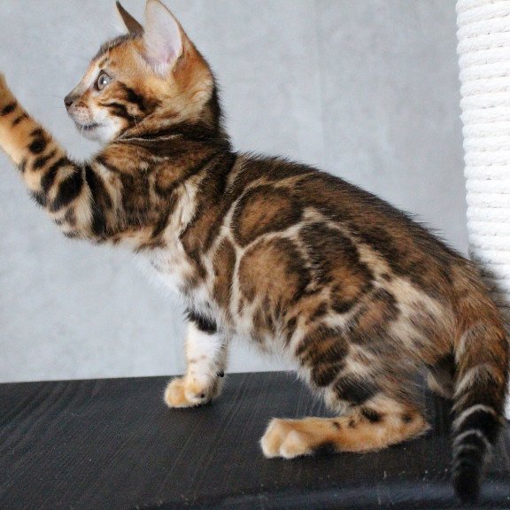 Bengal EZ Dobby