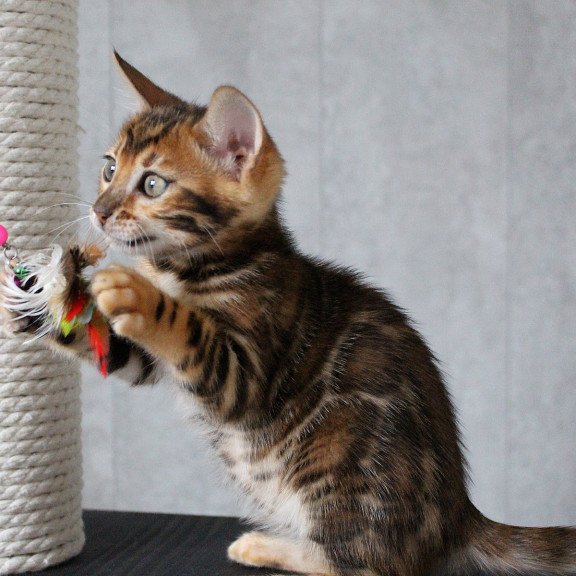 Bengal EZ Dobby