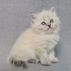 Siberian EZ Angel
